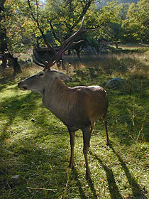 Кавказский олень
